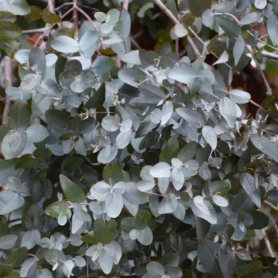 Cider Gum Eucalyptus Leaves