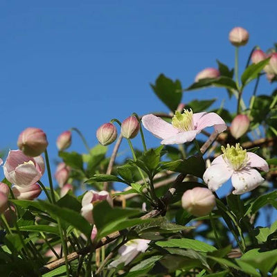 Apple Blossom' Clematis Flowers