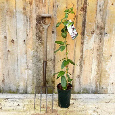 Potted 'Apple Blossom' Clematis Plant