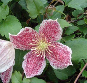 Freckles Clematis, Winter Flowering