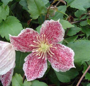 Clematis Freckles cream-white winter bell flowers with red speckles