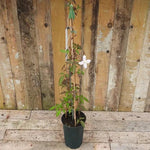 Mayleen Clematis Plant in 3 Litre Pot