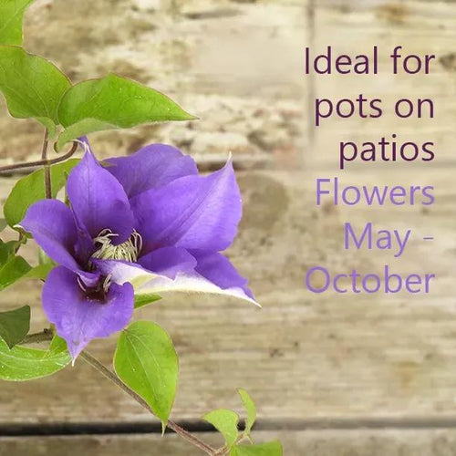 Olympia Clematis Flowers