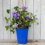 Olympia Clematis Plant in 3 Litre Pot