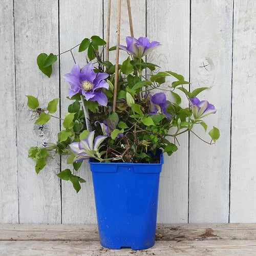 Olympia Clematis Plant in 3 Litre Pot