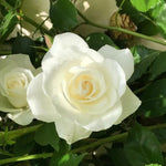 Climbing Iceberg Rose Flowers