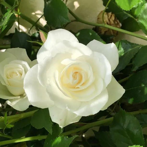 Climbing Iceberg Rose Flowers