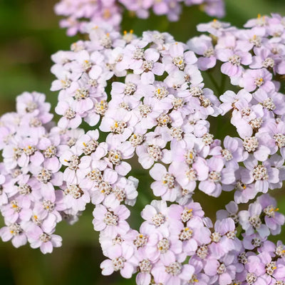 Close up of soft pink achillea flowers