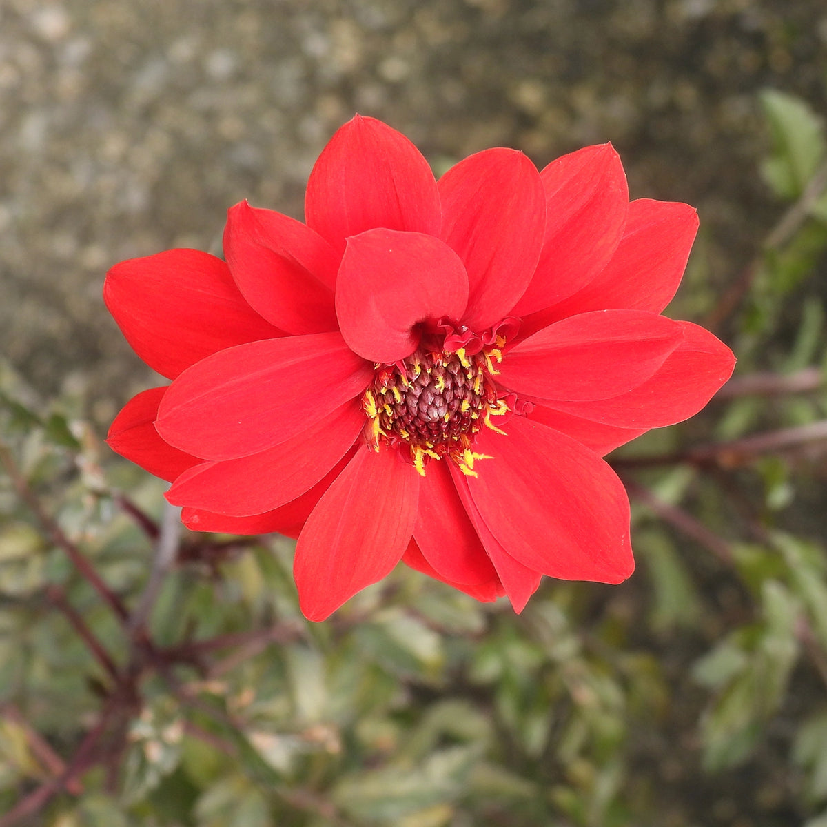 Close up of red dahlia flower Bishop of Llandaff