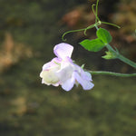 A single pale lavender and white sweet pea flower on a green stem with a curled tendril, photographed outdoors against a blurred green and brown natural background.