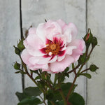 Pink rose with a gray wooden background