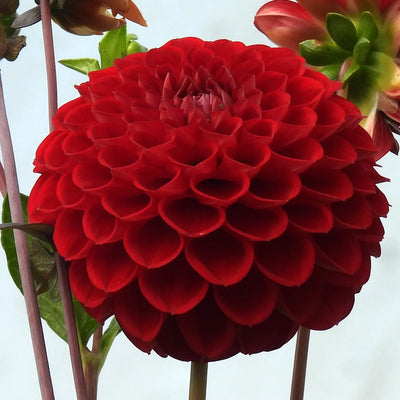Close-up of a vibrant red dahlia flower with green leaves on a light background