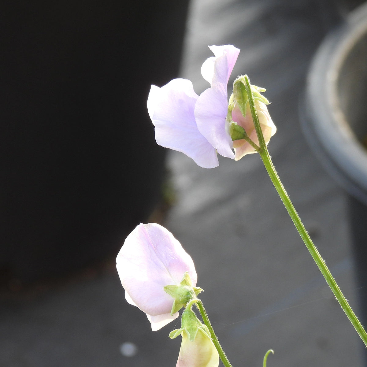 A close-up photograph of pale sweet pea flowers on a green stem, photographed outdoors against a dark, blurred background.