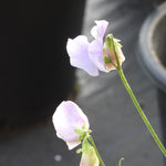 A close-up photograph of pale sweet pea flowers on a green stem, photographed outdoors against a dark, blurred background.