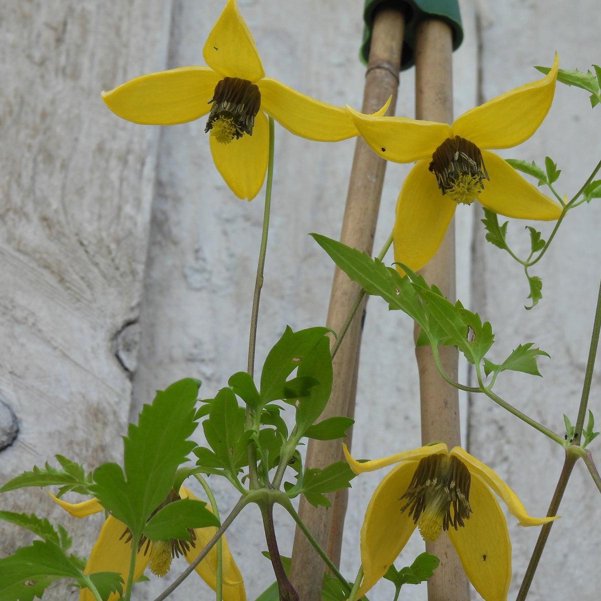 Yellow clematis flowers with dark centers and green leaves growing along wooden stakes against a light textured wall.