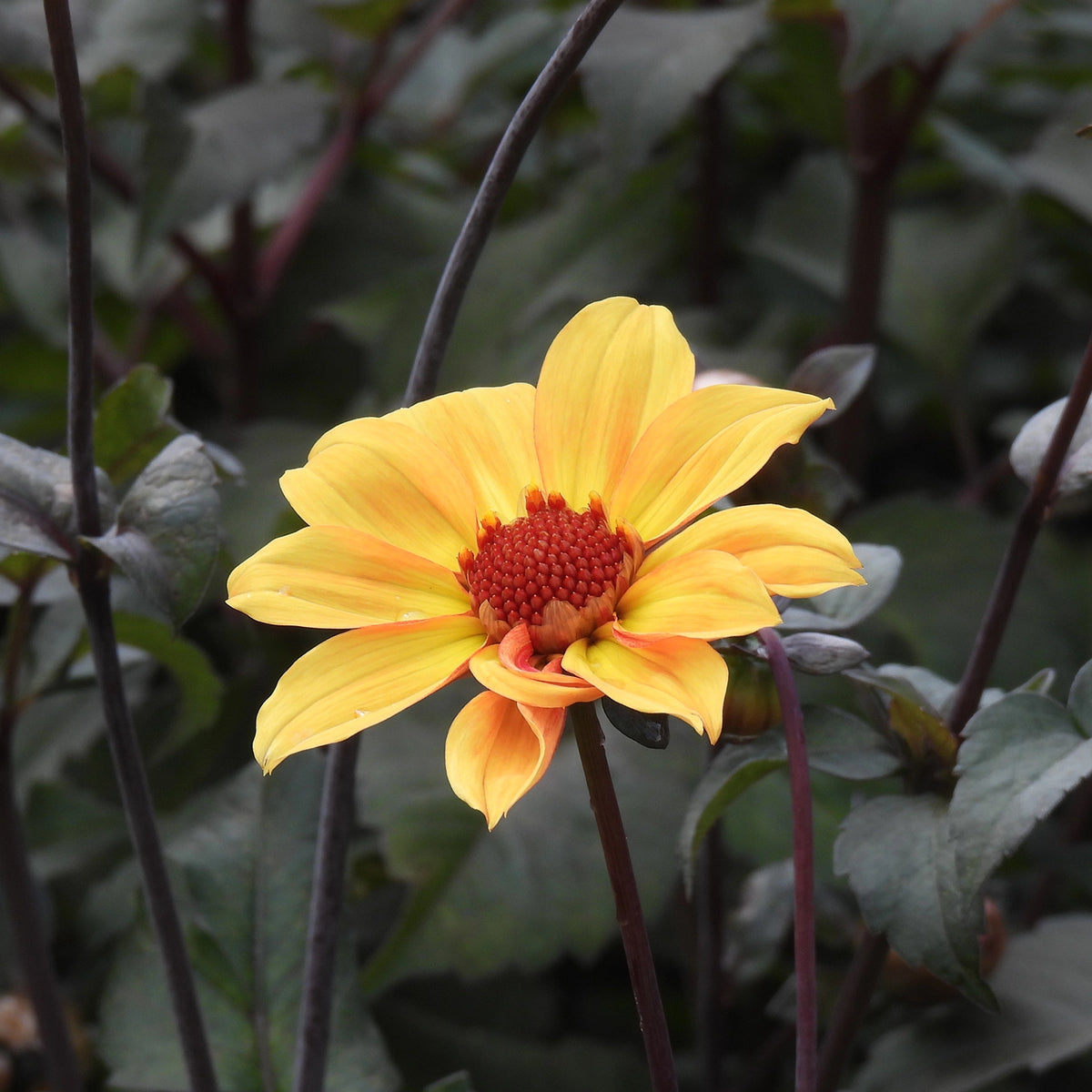 A single yellow dahlia flower with a reddish-orange center and dark purple stems, photographed among green leaves in a garden setting.