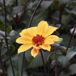 A single yellow dahlia flower with a reddish-orange center and dark purple stems, photographed among green leaves in a garden setting.