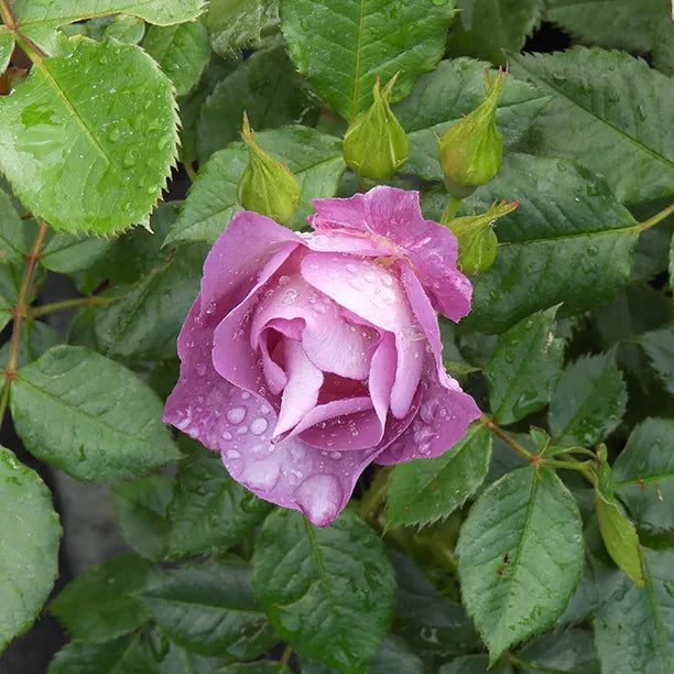 Close up of Blue for You Rose