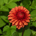Close up of Brown Sugar Red Dahlia