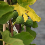Green figs growing on a fig tree branch, surrounded by green and yellow leaves in a garden setting.