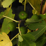 Green figs growing on a fig tree branch, surrounded by large green leaves with some yellowing foliage.