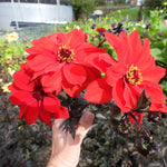 Hand holding Red Bishop of Llandaff Dahlia Flowers