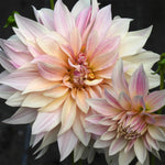Close up of Cafe au Lait Dahlia Flower against dark background