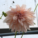Close up of Cafe au lait Dahlia