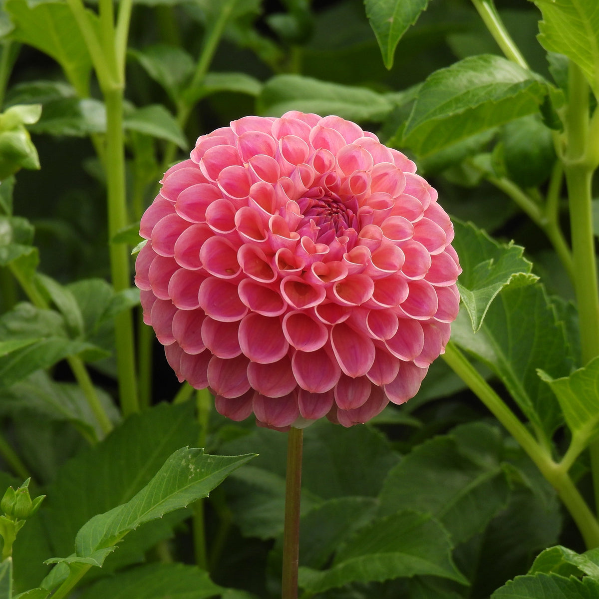 A single pink dahlia flower in full bloom, surrounded by green leaves and stems in a garden setting.