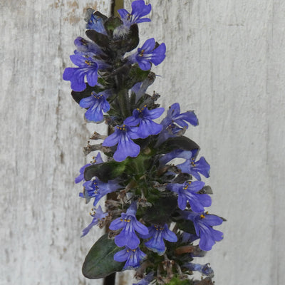 Close up of Catlins Giant Ajuga Blue Flowers