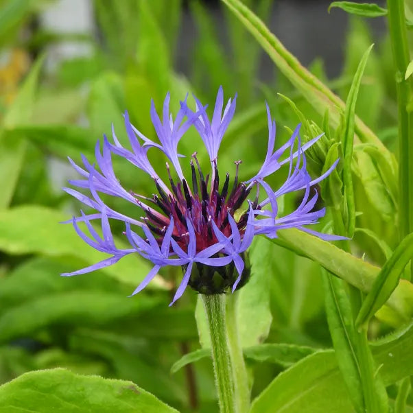 Close up of purple spiky flower - Centaurea montana