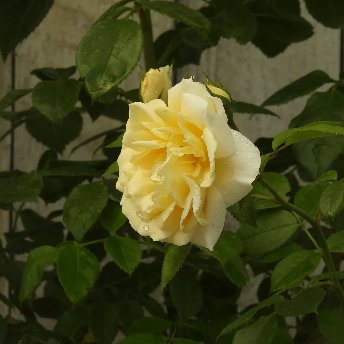 Close up of young rose - Champagne moment