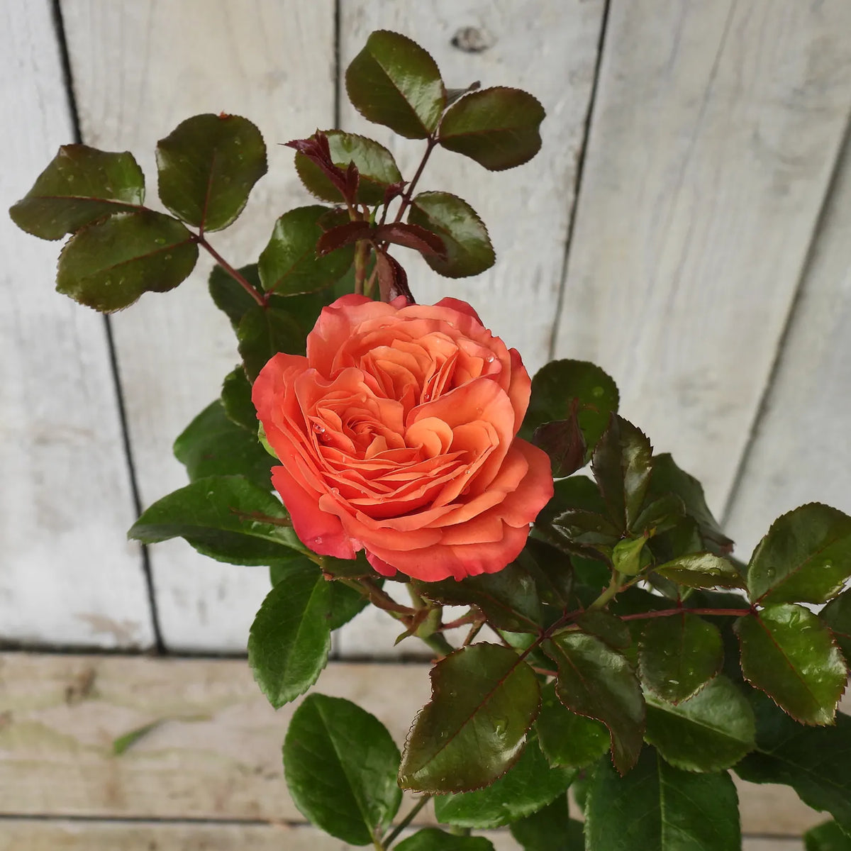 Orange rose with green leaves against a wooden background