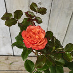 Orange rose with green leaves against a wooden background