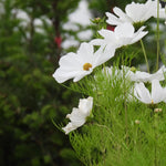 White cosmos flowers with a blurred green background