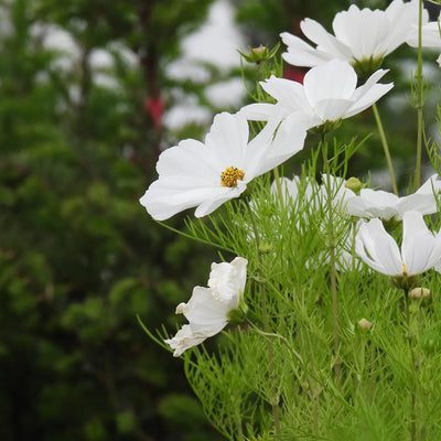 White cosmos flowers with a blurred green background