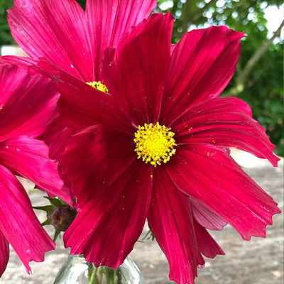 Close-up of a bright pink cosmos with a yellow center against a blurred green background