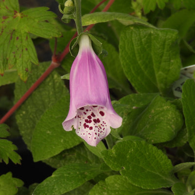 Close up of Foxglove flower (Dalmation Rose)