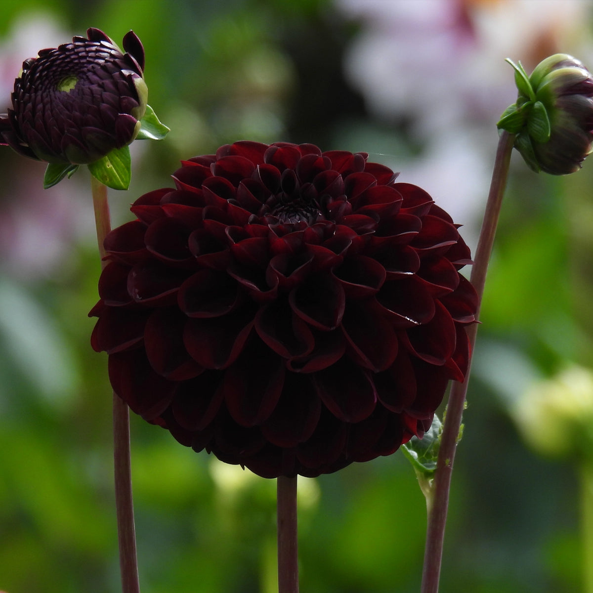 A dark burgundy dahlia flower in full bloom with two closed buds on a soft green garden background.