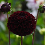 A dark burgundy dahlia flower in full bloom with two closed buds on a soft green garden background.