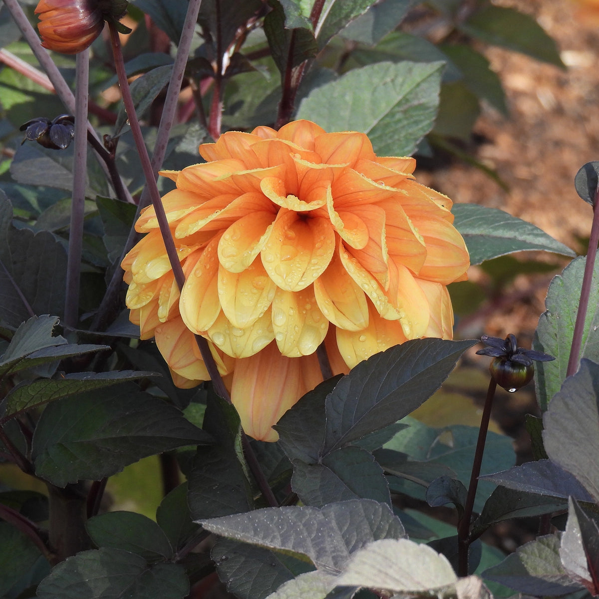 A close-up of a large orange and yellow dahlia flower with water droplets, surrounded by dark green leaves and stems in a garden setting.