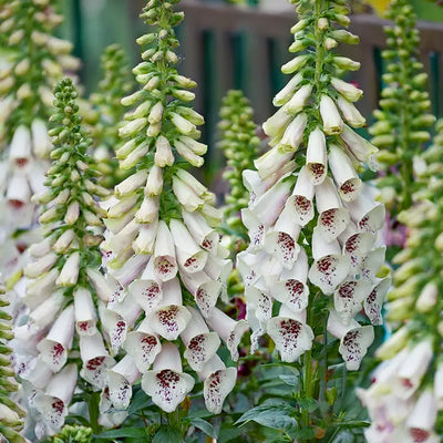 White foxglove flowers with red spots hanging from green stems against a blurred natural background