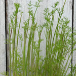 Close up of dill herb leaves