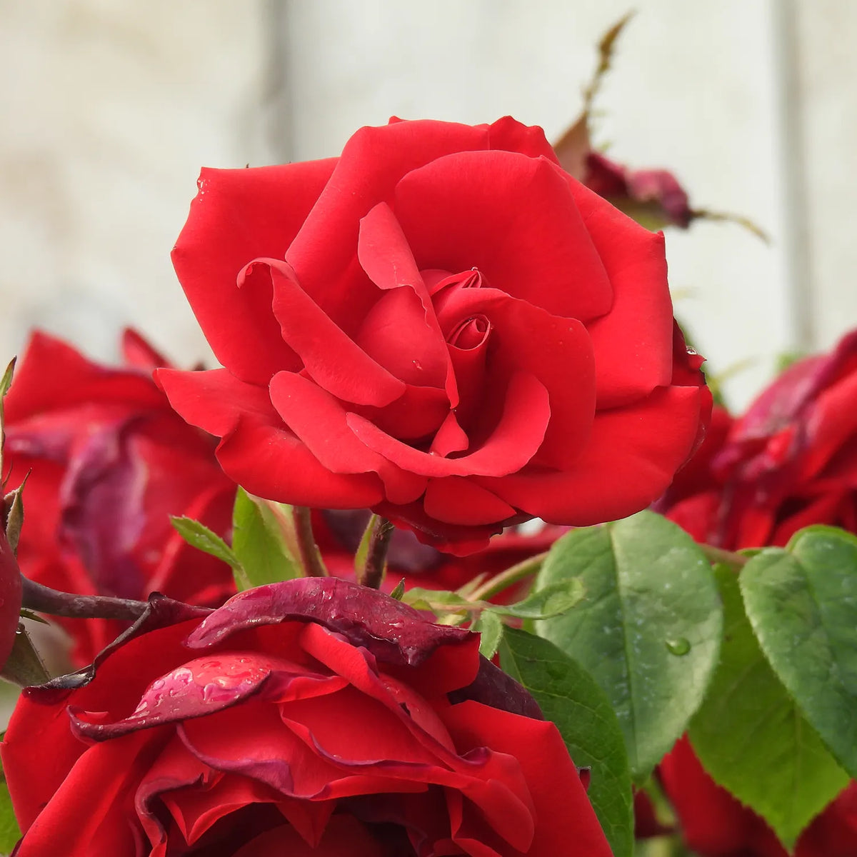 Close-up of a red rose with green leaves on a blurred background