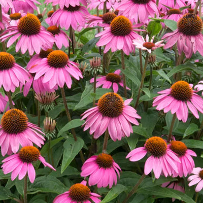Group of pink flowers with green leaves