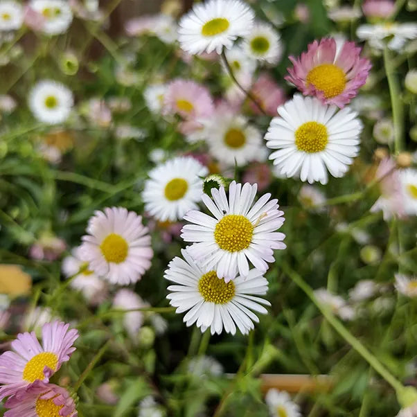 Erigeron Stallone