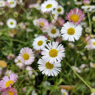 Erigeron Stallone