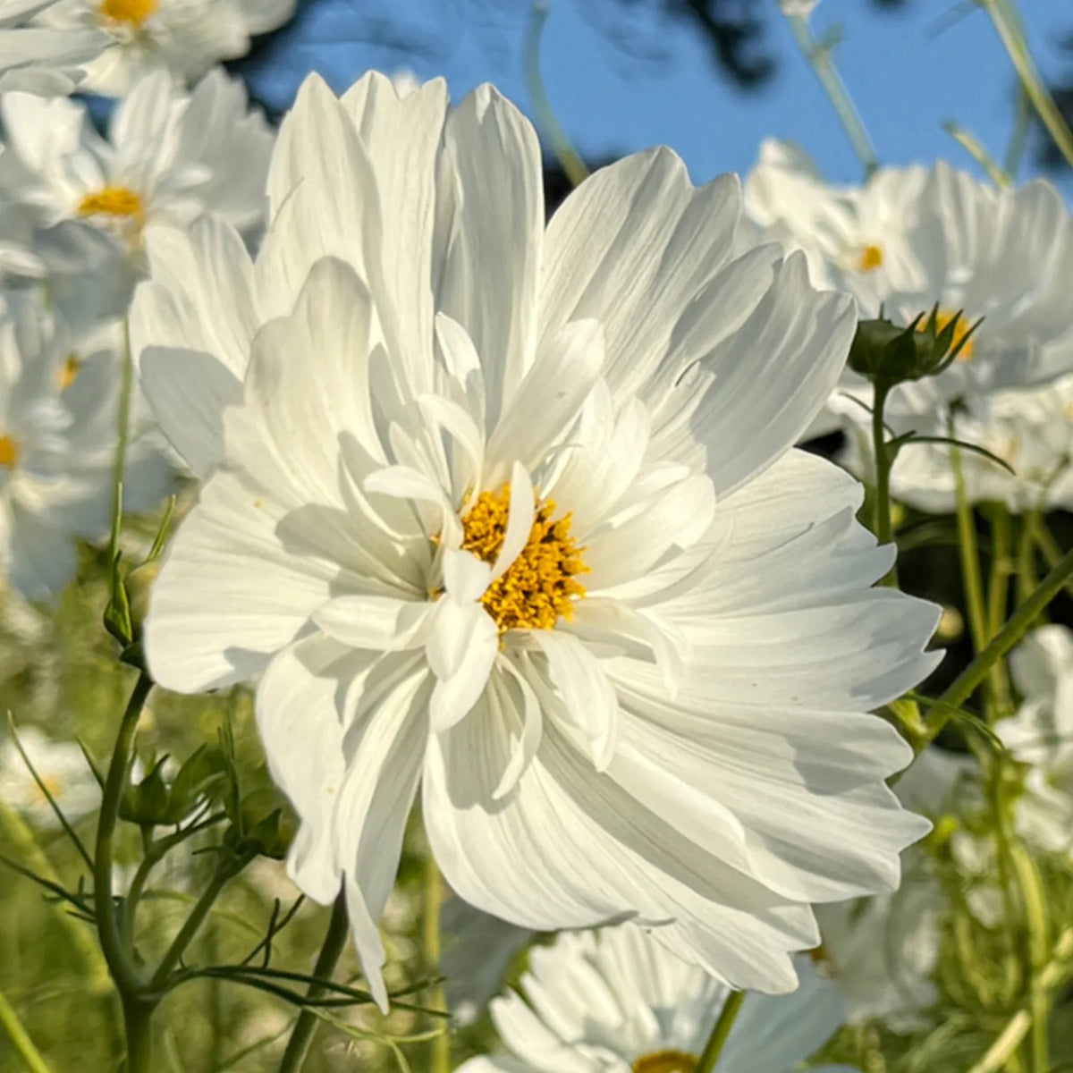 Close up of white frilly cosmos flower