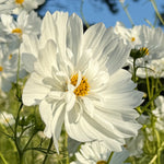 Close up of white frilly cosmos flower