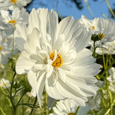 Close up of white frilly cosmos flower